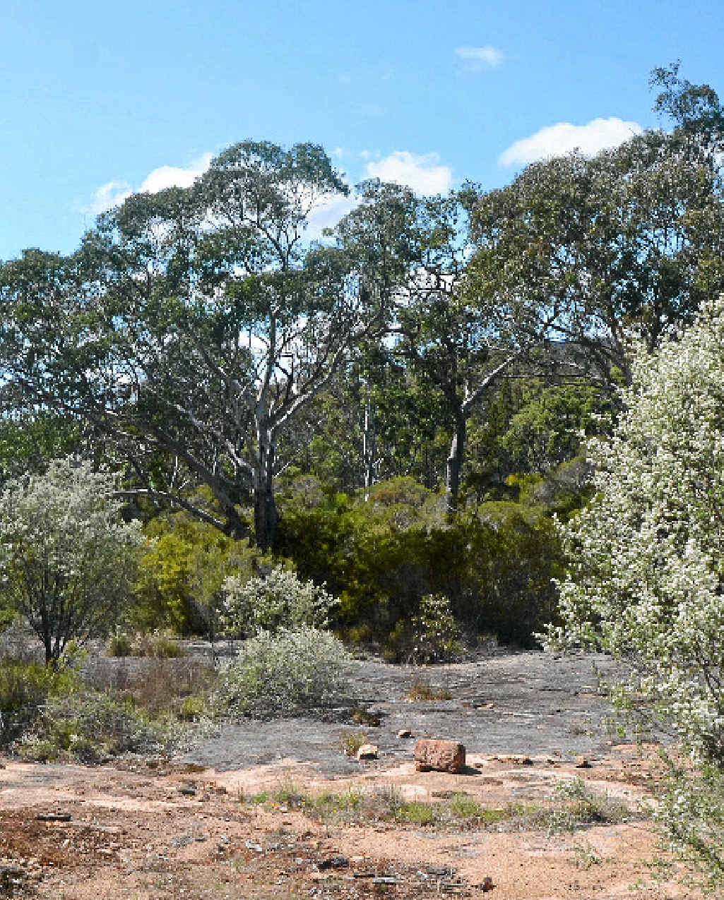 The proposed Emu Swamp Dam site. The proposed Emu Swamp Dam site.